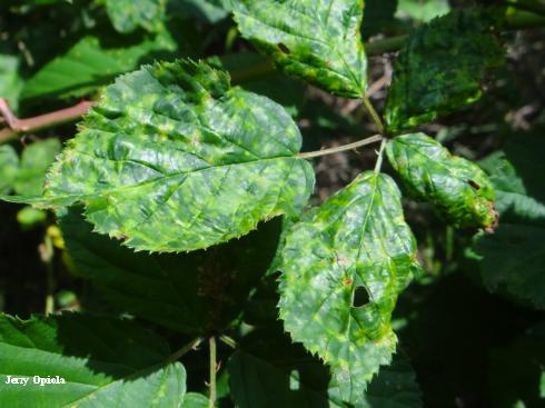 Caneberry leaves with chlorotic and necrotic mottle and distortion. Raspberry mosaic due to infection by a complex of (group of several) viruses.