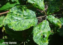 Chlorotic and necrotic mottled and distorted leaves, symptoms of Raspberry mosaic due to infection by multiple viruses.