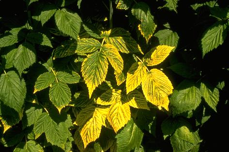 Yellowing of raspberry foliage due to <i>Raspberry bushy dwarf virus</i>.