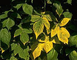 Yellowing of raspberry foliage due to Raspberry bushy dwarf virus.