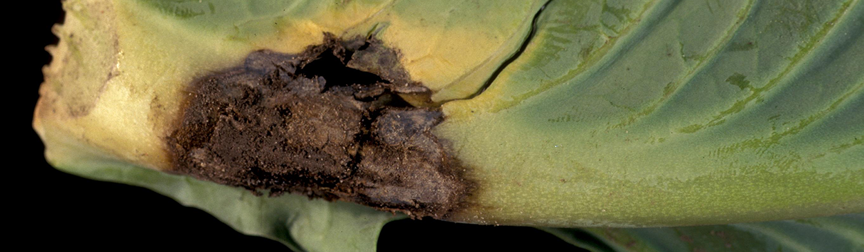 Dark brown lesion on a cabbage leaf caused by bottom rot, Rhizoctonia solani.