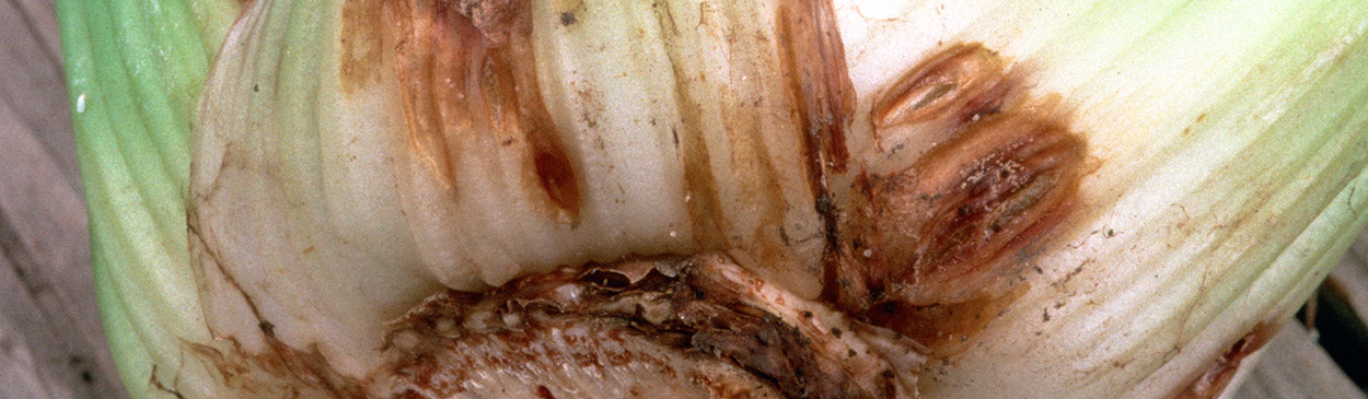 Brown, dry, irregularly shaped lesions on the base of petioles of mature celery with crater rot, Rhizoctonia solani.