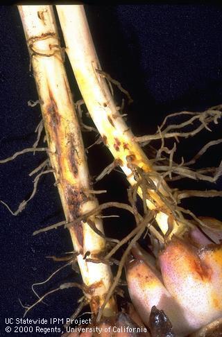 Brown stem lesions due to Rhizoctonia.