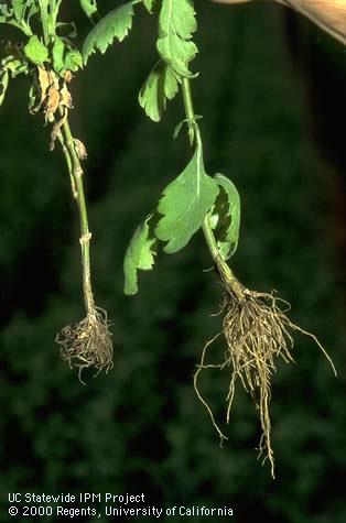 Healthy (right) and Rhizoctonia root and crown rot infected chrysanthemum.