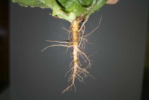 Corky root, caused by <i>Rhizomonas suberifaciens,</i> on young lettuce root.