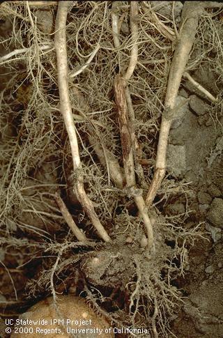 Brown lesions and pruned stolons caused by Rhizoctonia stem and stolon canker.