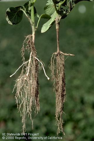 Brown lesions and stolon pruning (right) resulting from Rhizoctonia stem and stolon canker.