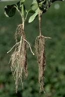 Brown lesions and stolon pruning (right) resulting from Rhizoctonia stem and stolon canker.