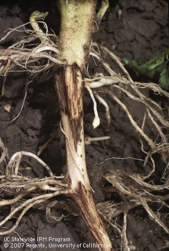 Stem damaged showing brown lesions; ; Idaho. Credit: Jack Kelly Clark