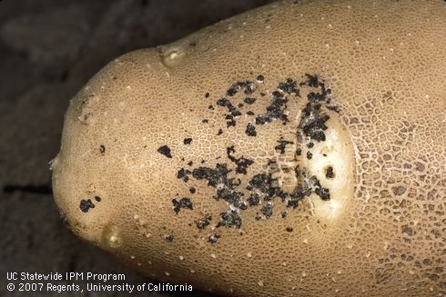 Black sclerotia caused by Rhizoctonia stem and stolon canker (