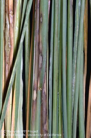 Foliage damaged by Rhizoctonia sheath blight.