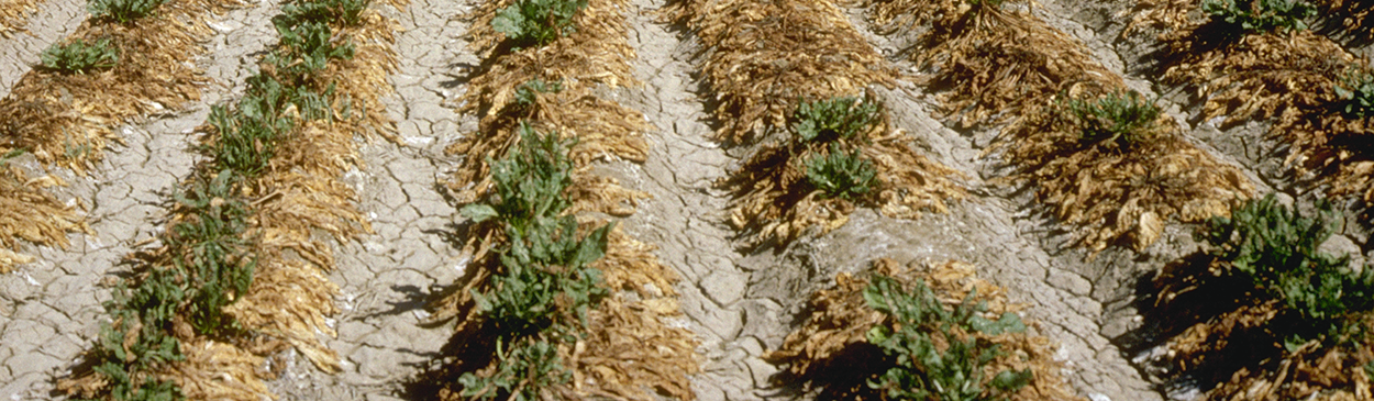 Rhizopus root rot causes sugar beet plants to collapse and turn brown.