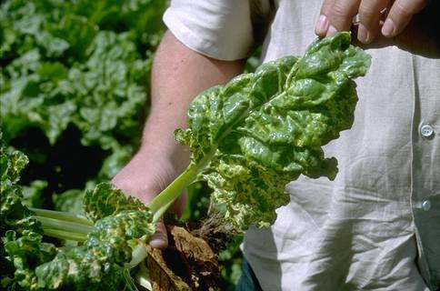 Foliage symptoms of Rhizoctonia.