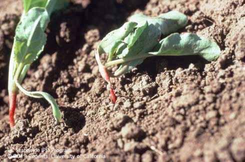 Seedling on right is wilting from postemergence damping-off. 