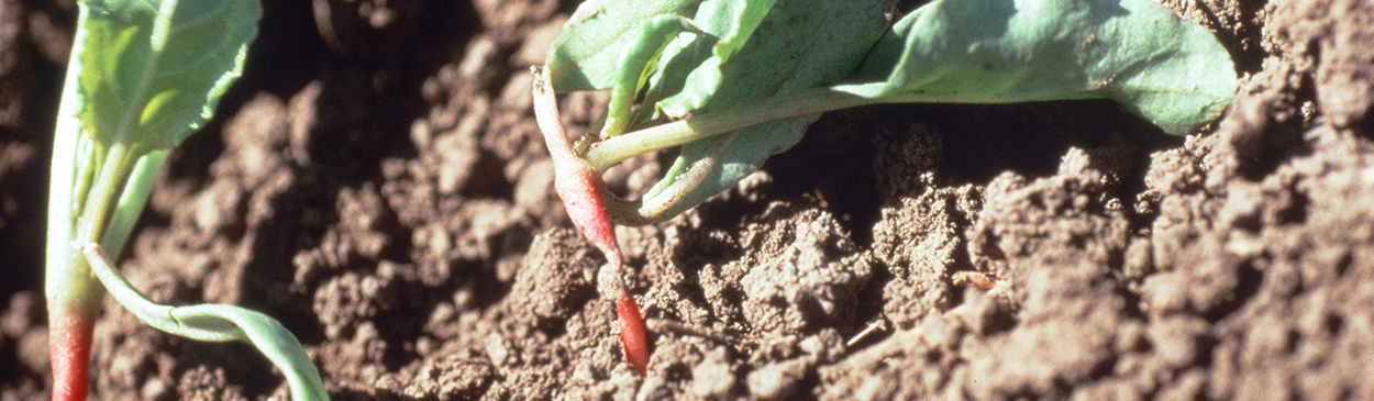 Postemergence damping-off, a discolored lesion on the stem base of a wilted sugarbeet seedling (right) infected with <i>Rhizoctonia solani</i>.