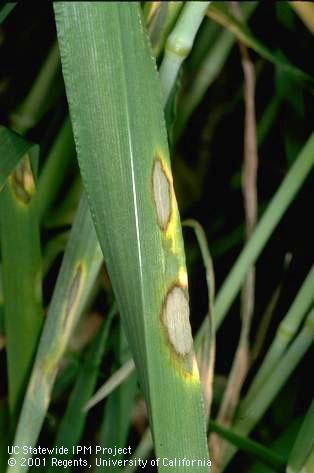 Foliage damaged by leaf scald, barley scald.