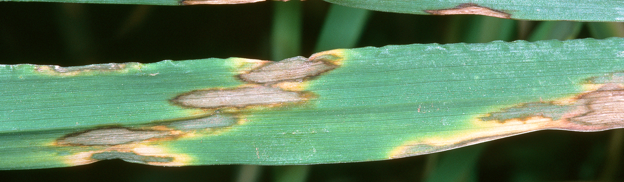 Foliage damaged by leaf scald and barley scald.