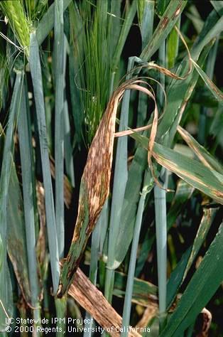 Foliage damaged by leaf scald, barley scald.