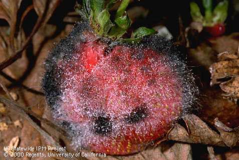 Fruit covered with fungus.