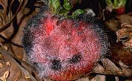 Mycelium on Rhizopus infected fruit