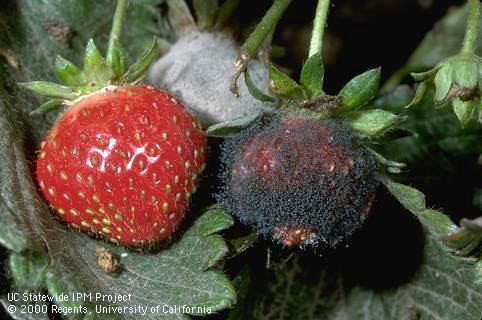 Fruit covered with fungus.