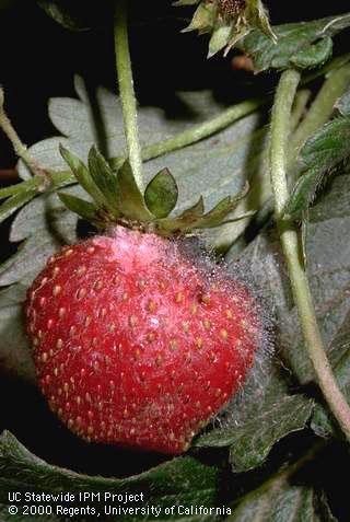 White sporangia forming on surface of fruit.