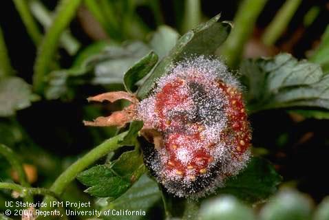 White and black Rhizopus sporangia on surface of strawberry.