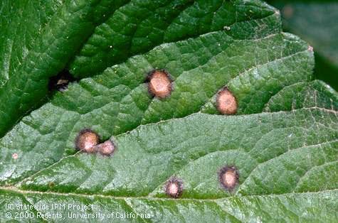 Tan lesions with dark borders on a strawberry leaf due to common leaf spot, <i>Mycosphaerella fragariae</i> =<i>Ramularia tulasnei</i>.