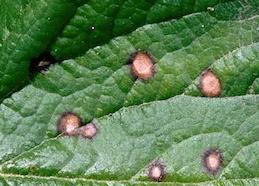 Circular, tan lesions with dark borders due to common leaf spot fungus.