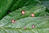  Common leaf spot lesions