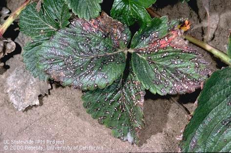 Lesions grow together as common leaf spot, <i>Mycosphaerella fragariae,</i> develops.