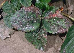 Common leaf spot, a fungal disease, on strawberry leaflets.