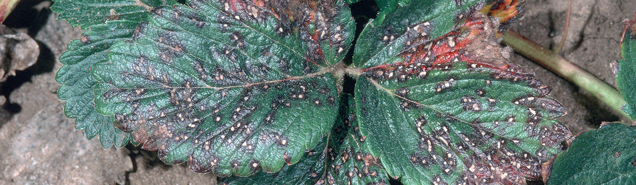 Lesions grow together as common leaf spot, Mycosphaerella fragariae, develops.