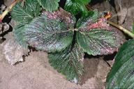 Common leaf spot coalesced lesions