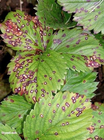 Gray spots with purple margins on strawberry leaves due to common leaf spot, <i>Mycosphaerella fragariae</i> =<i>Ramularia tulasnei</i>.