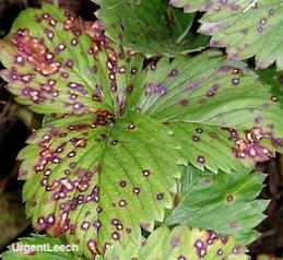 Circular, tan lesions with purple margins on strawberry plants due to common leaf spot fungus.