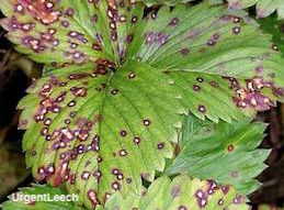 Common leaf spot