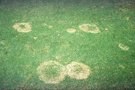 Rhizoctonia blight (brown patch) damaged areas in turf.