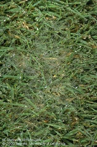 Patch of <I>Rhizoctonia</I> sp. mycelium on creeping bentgrass turf.