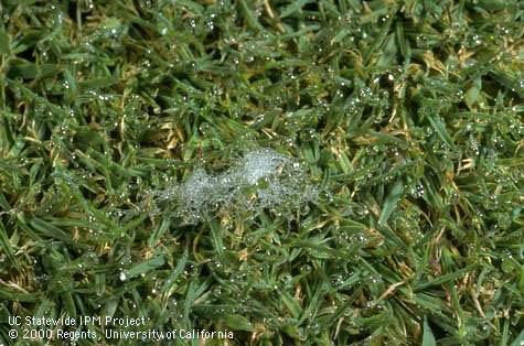 Patch of <I>Rhizoctonia</I> sp. mycelium on creeping bentgrass turf.