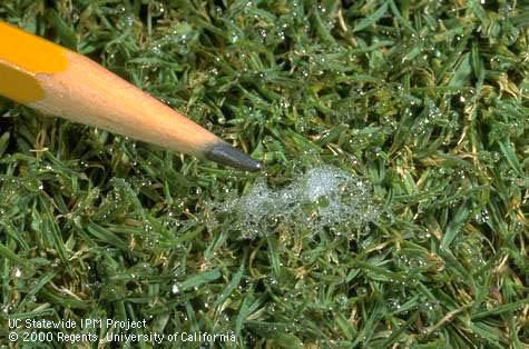 Patch of <I>Rhizoctonia</I> mycelium on creeping bentgrass turf.