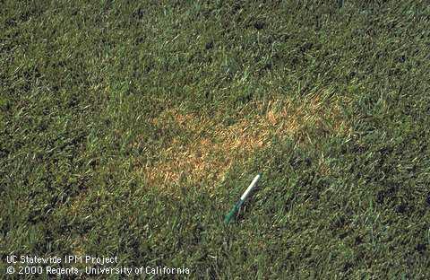 A patch of tall fescue turfgrass infected with Rhizoctonia blight.