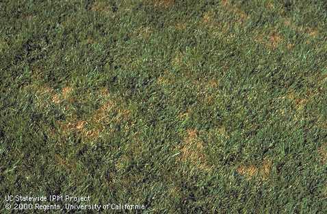 Patches of tall fescue turfgrass infected with Rhizoctonia blight.