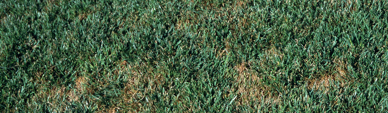 Patches of tall fescue turfgrass infected with Rhizoctonia blight.