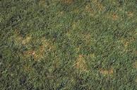 Patches of tall fescue turfgrass infected with Rhizoctonia blight.