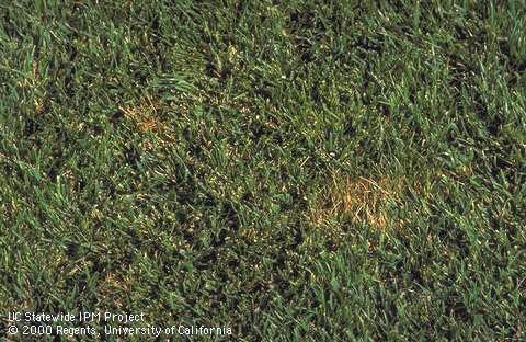 Patches of tall fescue turfgrass infected with Rhizoctonia blight.