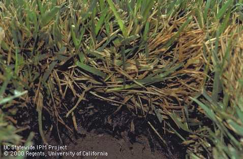 Decayed tall fescue turfgrass and roots infected by Rhizoctonia blight.