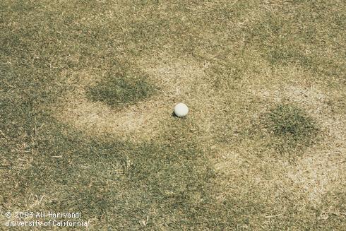 A lawn with symptoms of Rhizoctonia blight, caused by <I>Rhizoctonia solani.</I> .