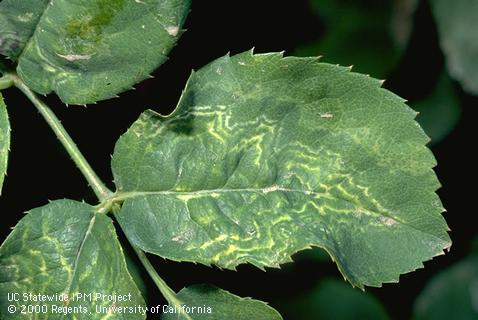 Foliage damaged by rose mosaic.