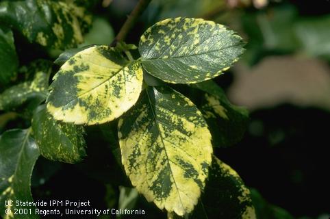 Rose mosaic disease has damaged this foliage.